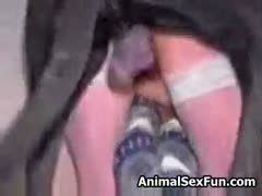 In a classic beast fucking film, a K9 rams a bodacious MILF.